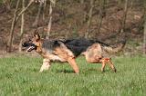 BERGER ALLEMAND 1296